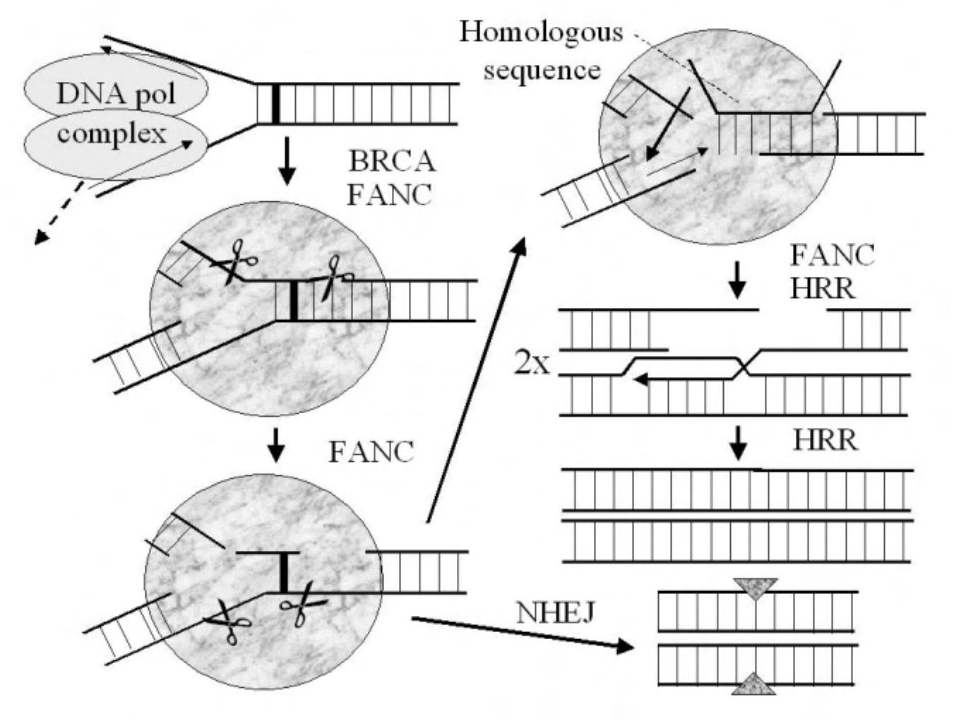 Crew Link Rearrangement Figure 27 - from Molecular Biology of Human Cancers An