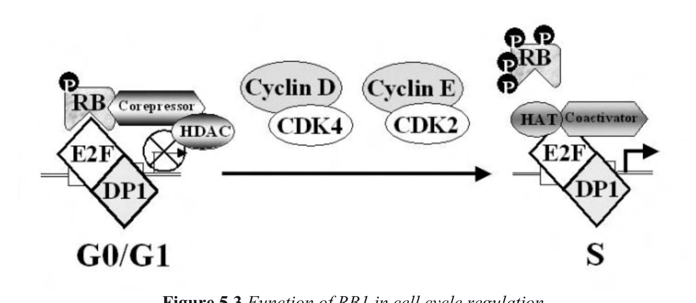 Cell Cycle Regulation Rfx I i the mechanism of cell cycle regulation sketched so far