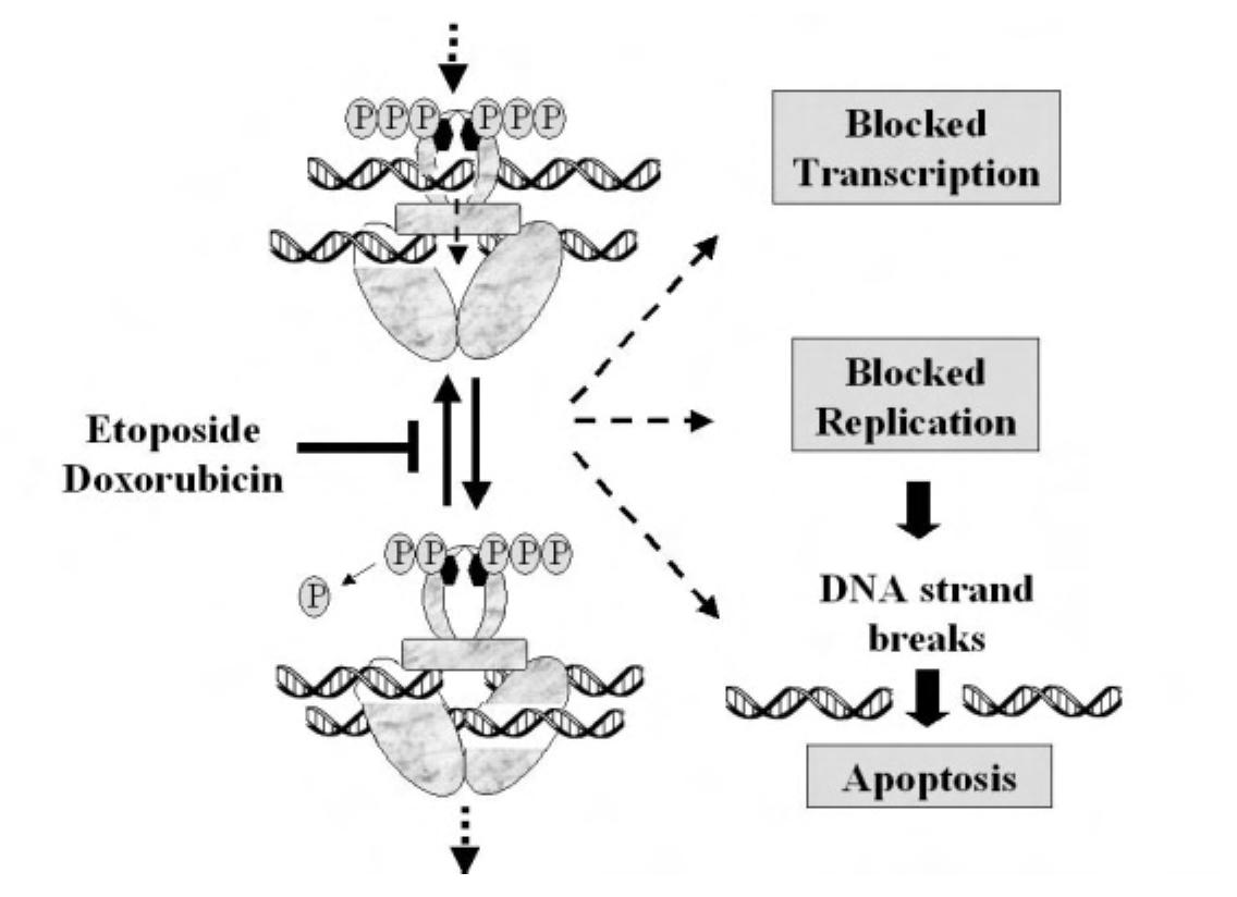 Figure 194 - from Molecular Biology of Human Cancers An