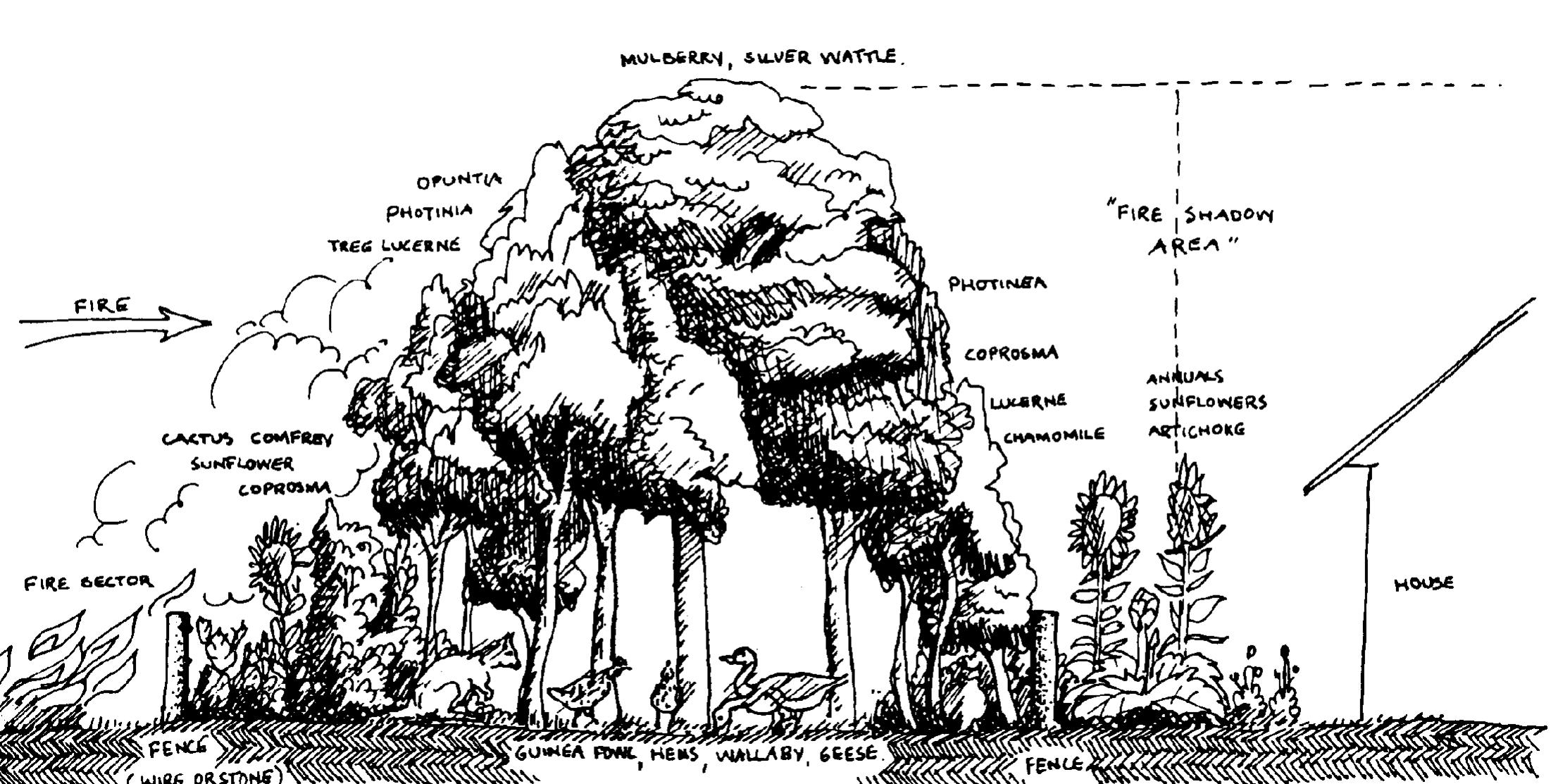 (PDF) Introduction To Permaculture - Bill Mollison