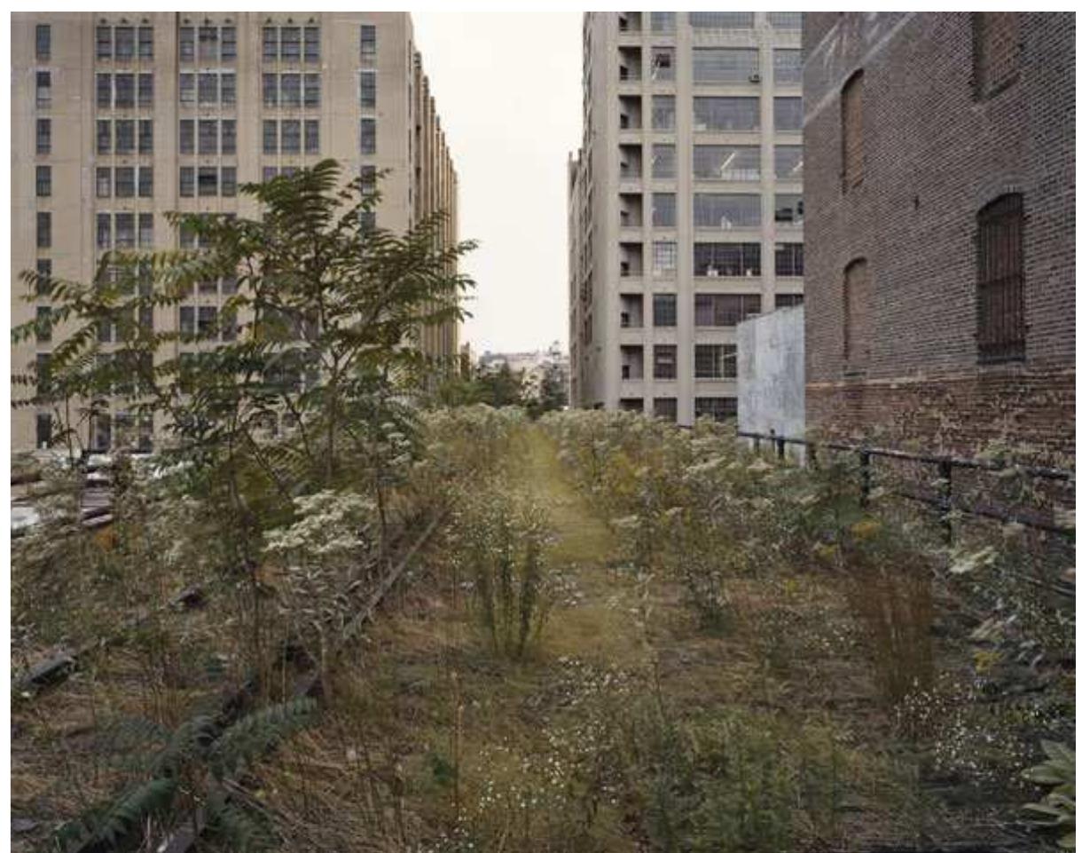 Figure 3. ‘Looking South at 27th Street, September 2000’, Joel Sternfeld. Courtesy of the artist and Luhring Augustine, New York.  Figure 2. ‘Ailanthus Trees, 25th Street, May 2000’, Joel Sternfeld. Courtesy of the artist and Luhring Augustine, New York. 