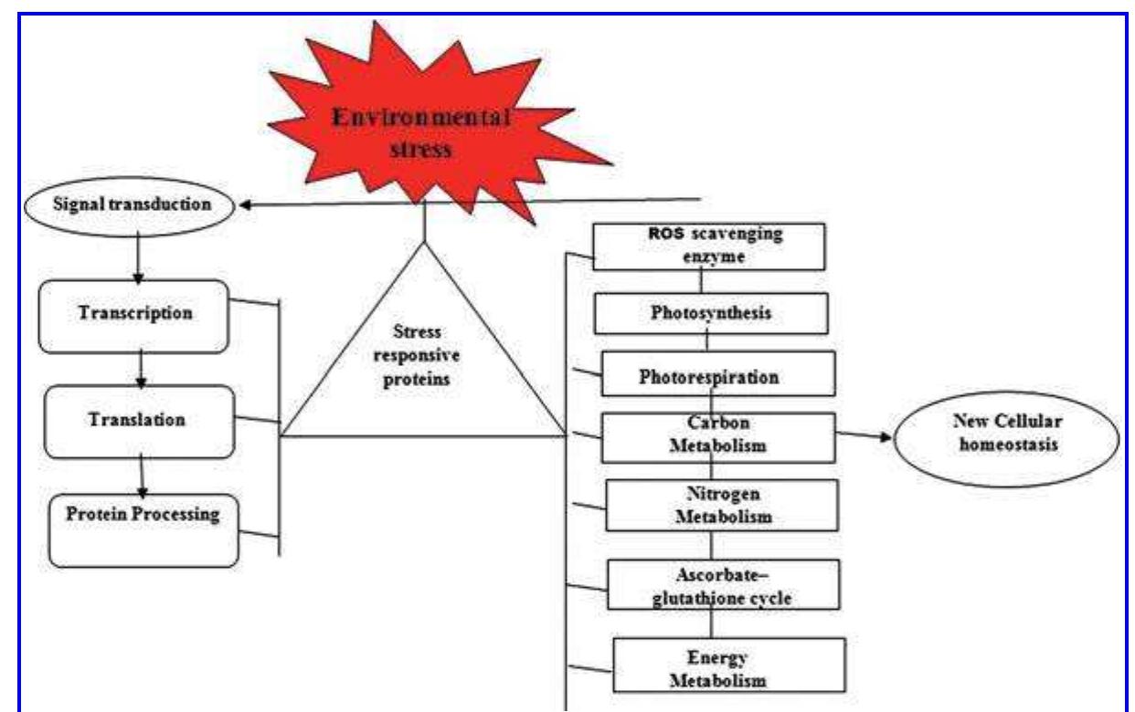 PDF) Plant stress physiology and molecular biology
