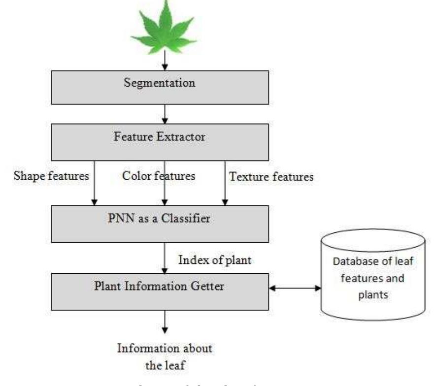 (PDF) Leaf Classification Using Shape, Color, and Texture