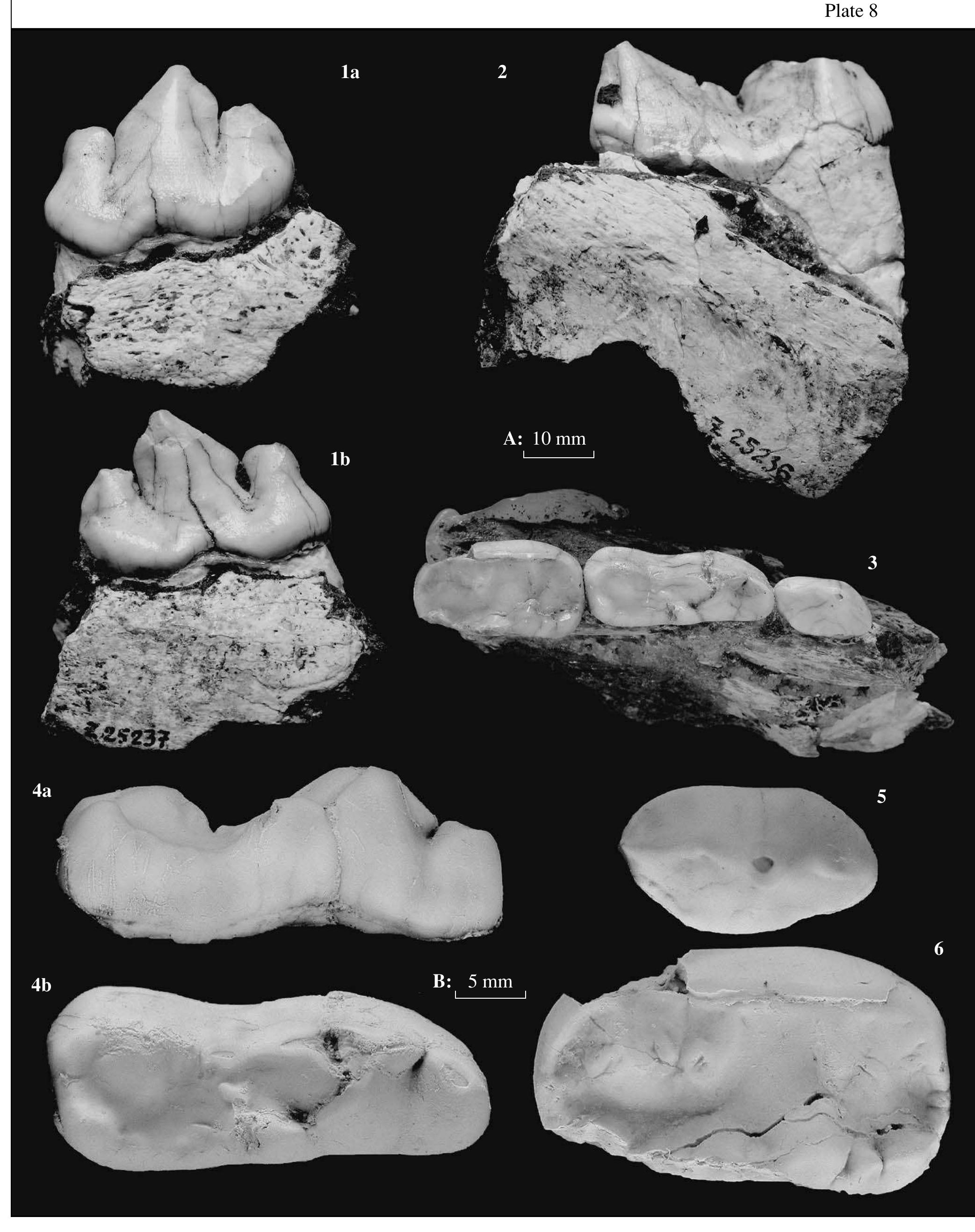 Late Pliocene Carnivores from Včeláre 2 (Southeastern Slovakia)