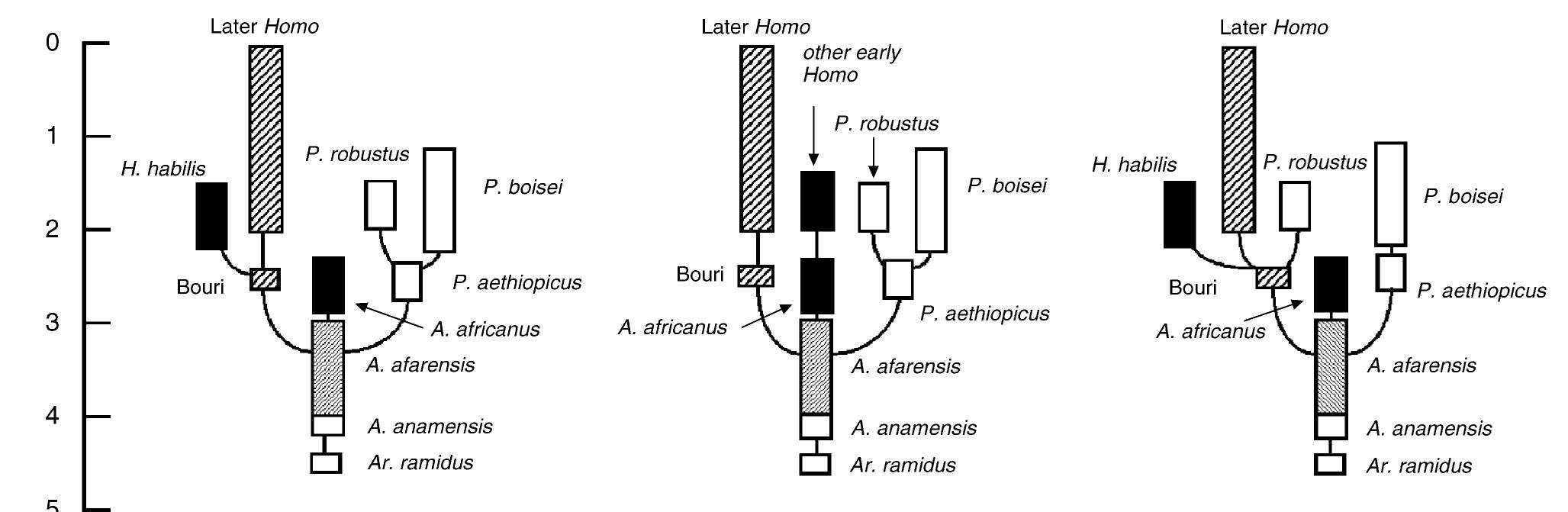(PDF) Fossils, feet and the evolution of human bipedal locomotion
