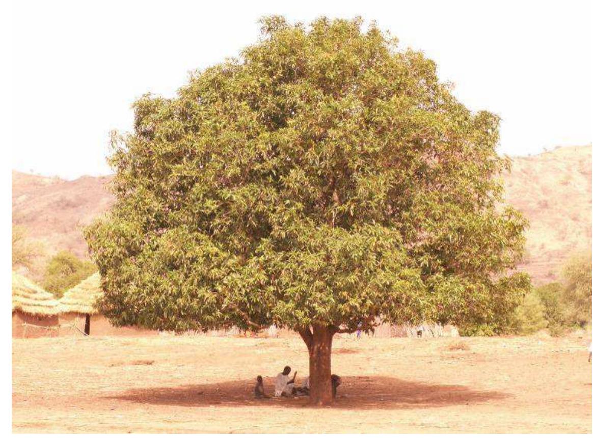 (PDF) Hausa names for plants and trees