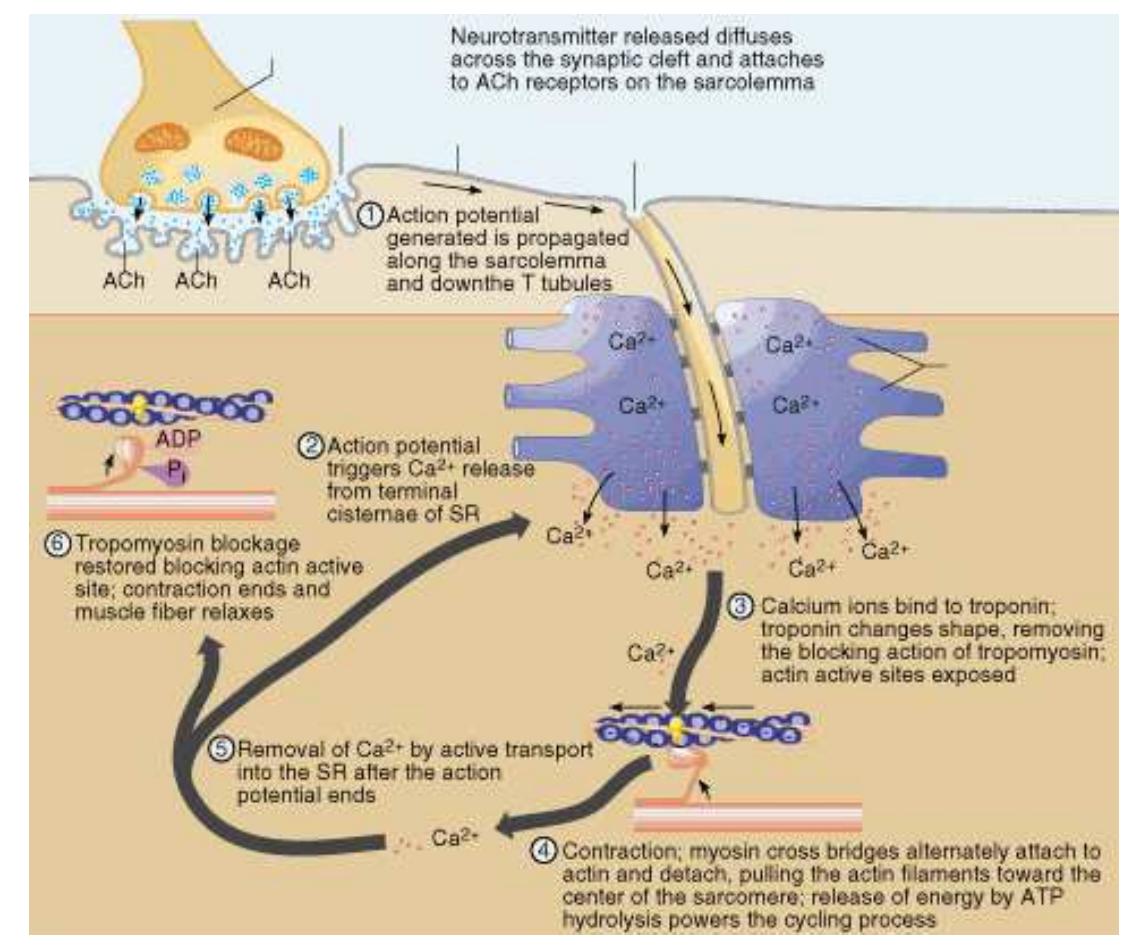 Figure 3 - from The Dystrophin Protein: Structure, Function