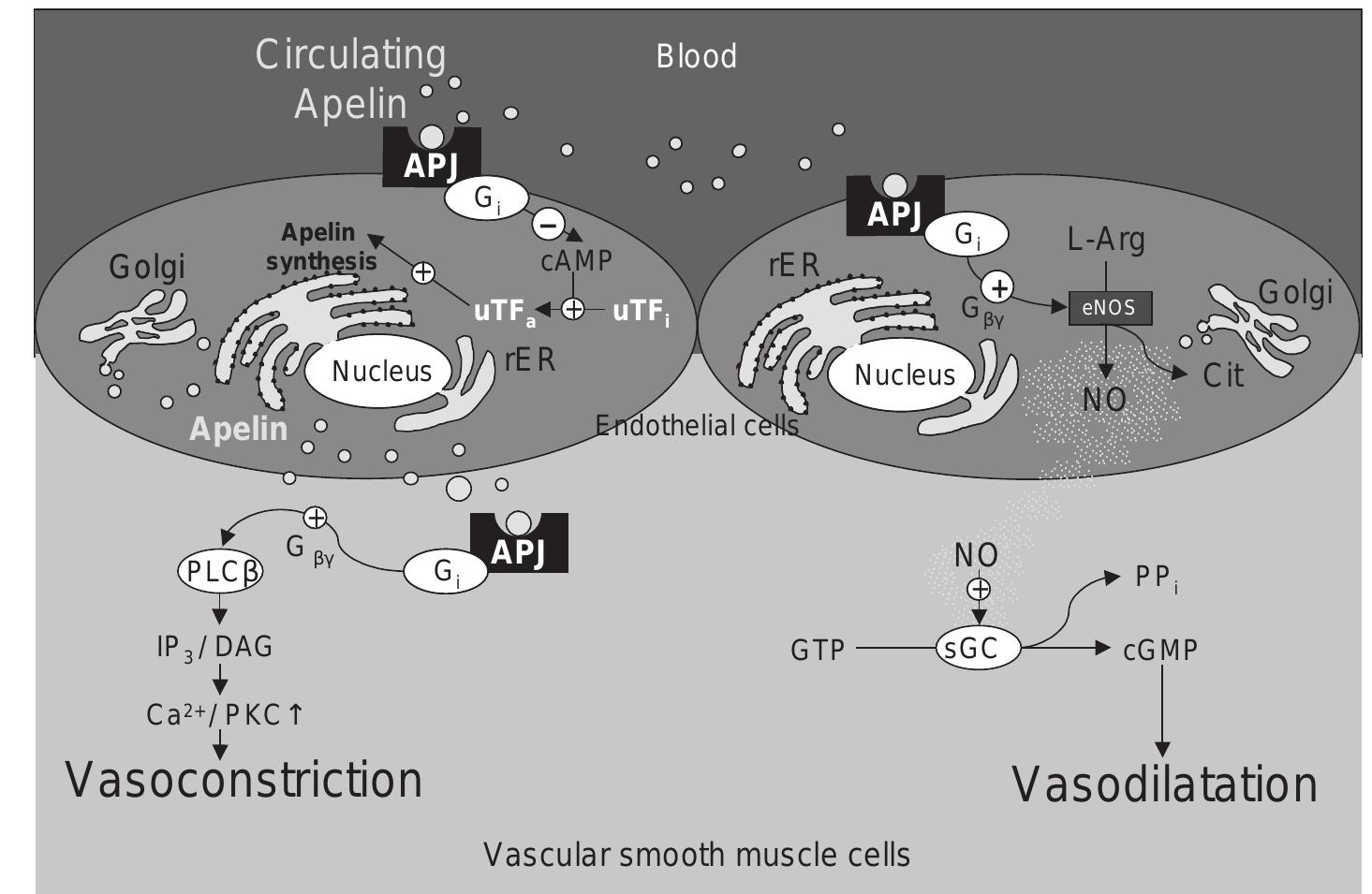 (PDF) Emerging roles of apelin in biology and medicine