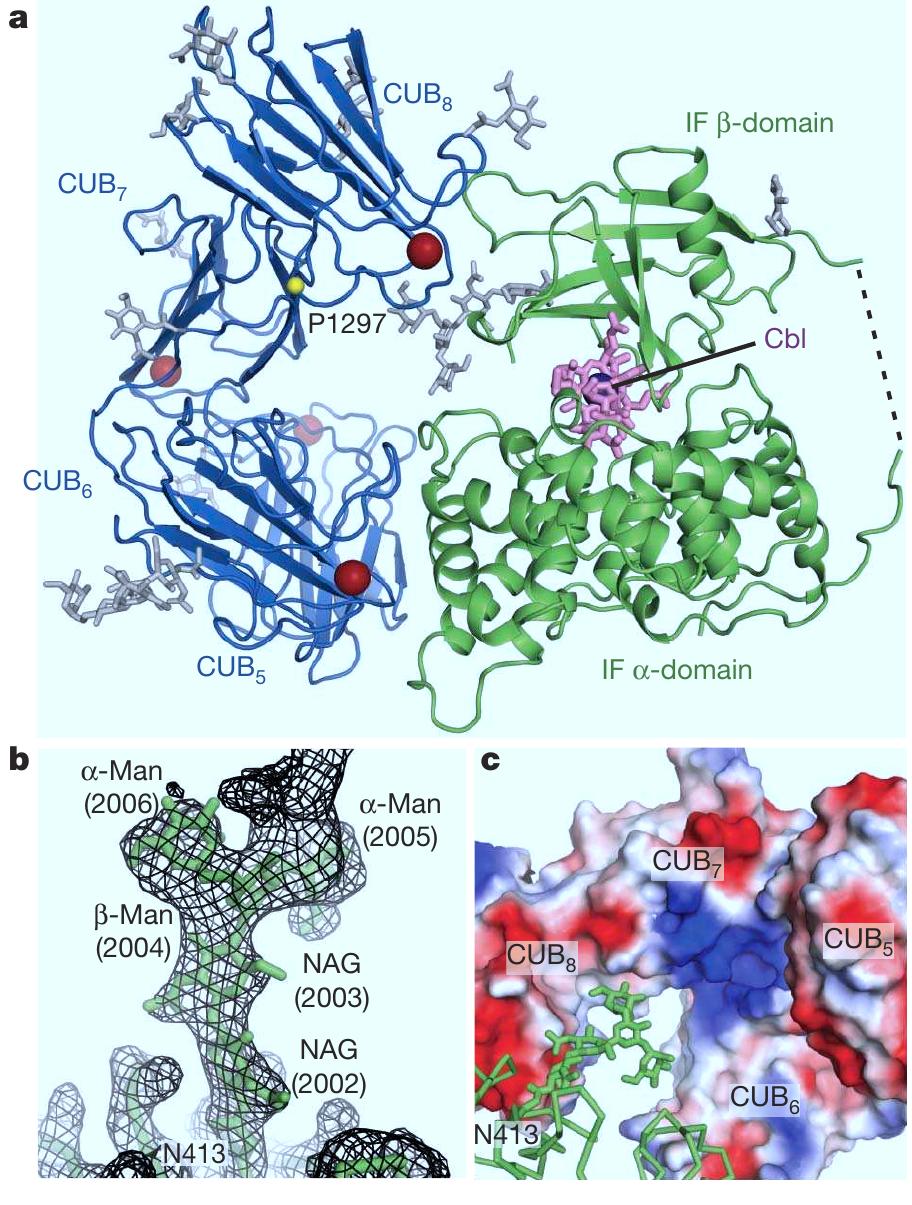 | crystal structure of cub;_,-if-cbl. a, structure of the