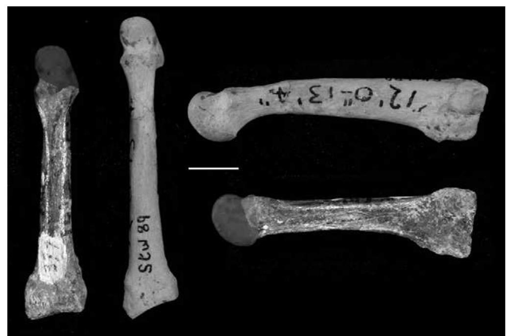 Stw 377 and stw 839. to the left are dorsal views of these