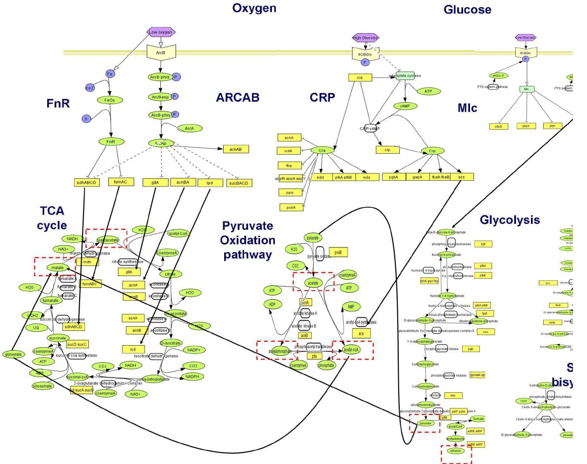 11. global map of central metabolism and its regulation in