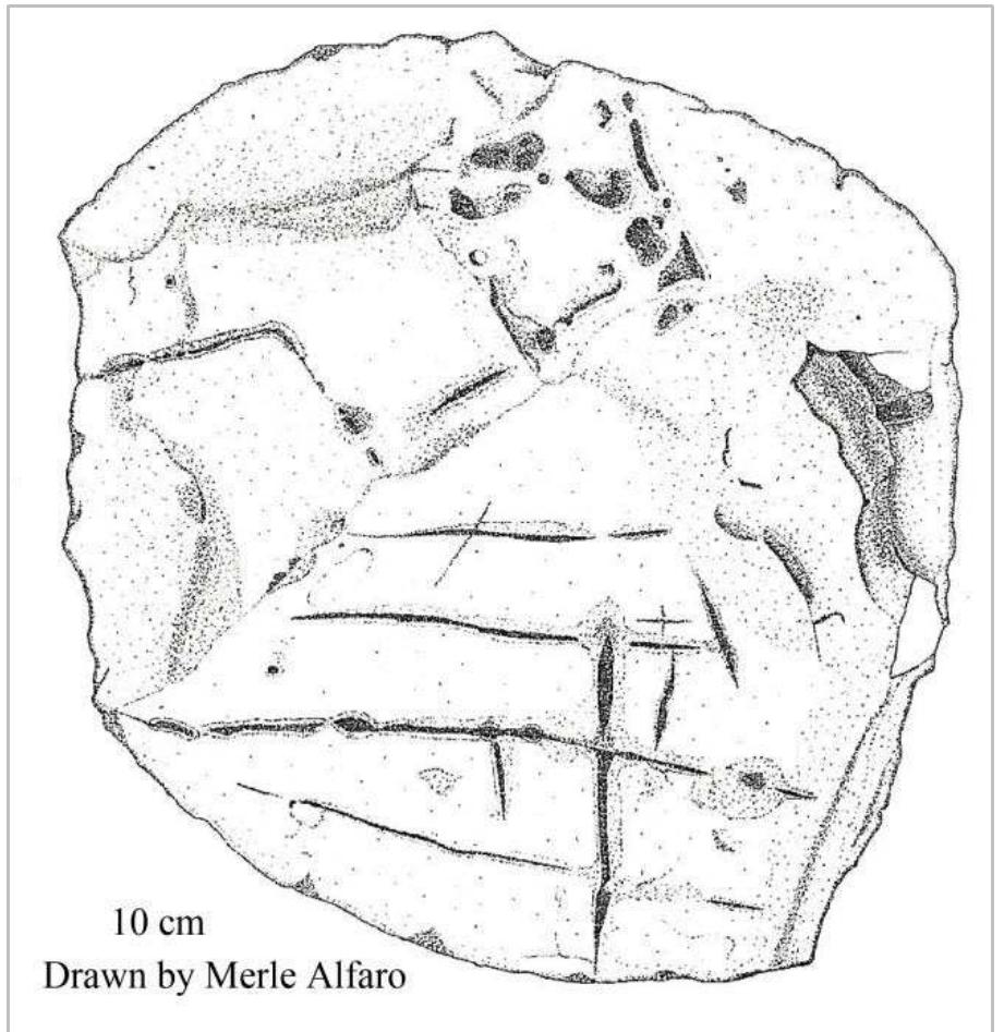 Figure 9. Drawing of the rounded incised limestone monument found in the fill of Structure 21A-1%. 