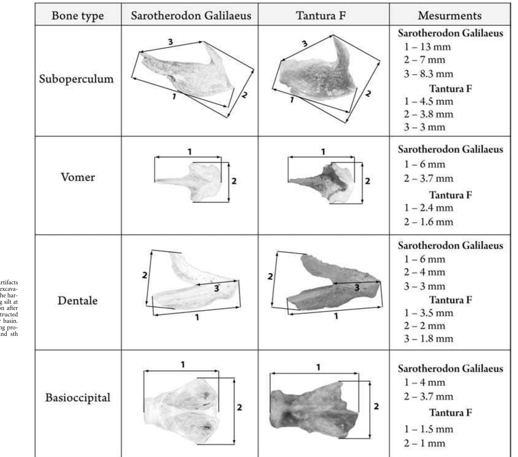 (PDF) The Tantura F ceramic assemblage and the fish remains Evidence of ...