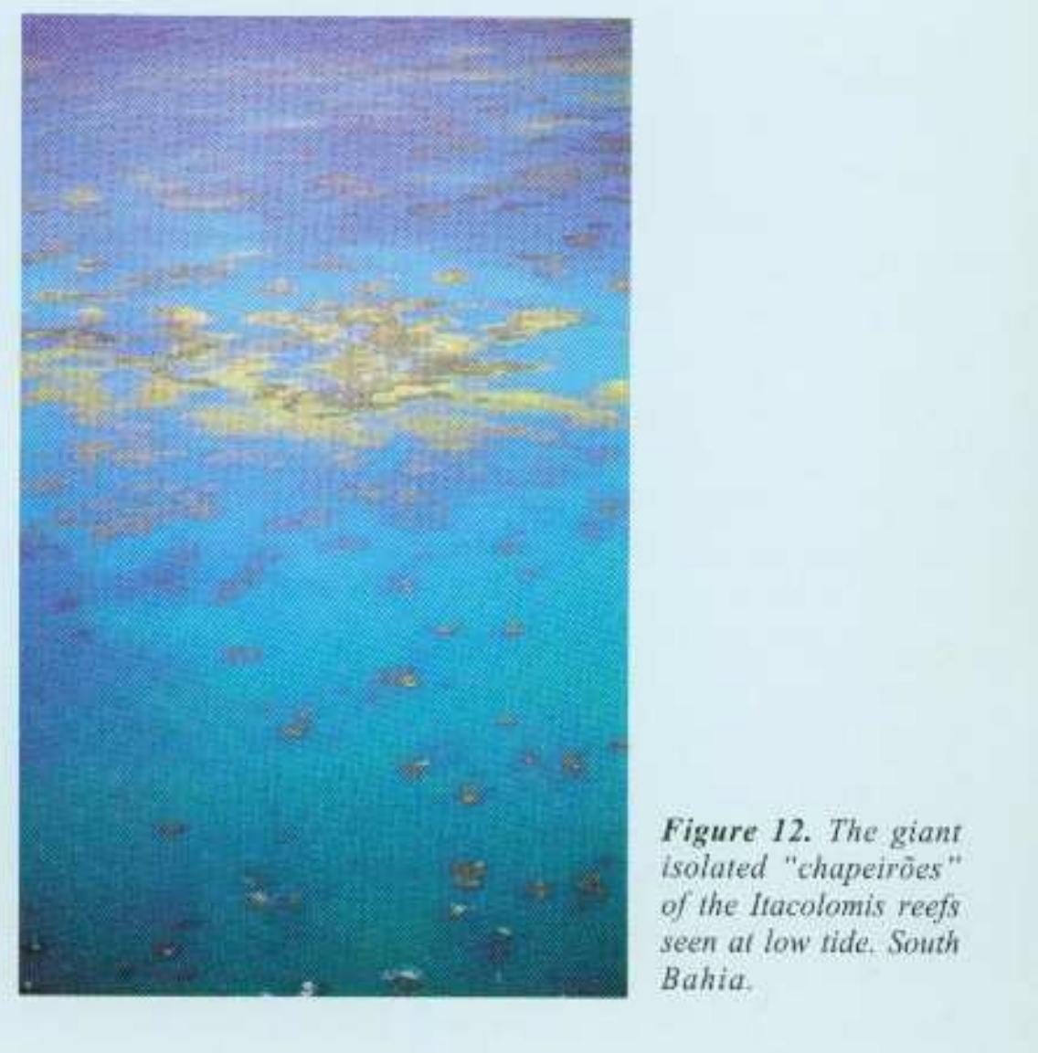 Figure 8 - from The Bahian coral reefs - from 7000 years