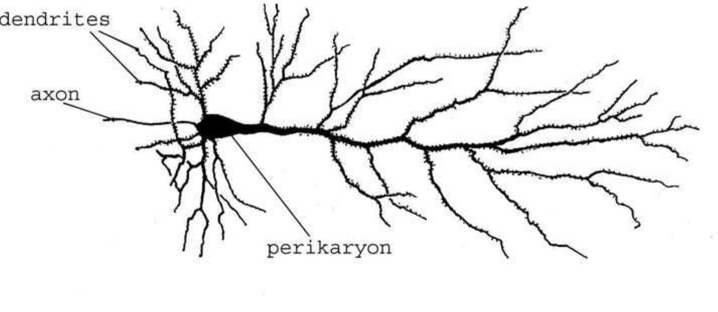 Pyramidal Cels 1: a nerve cell (i.e. pyramidal cell) in the cerebral