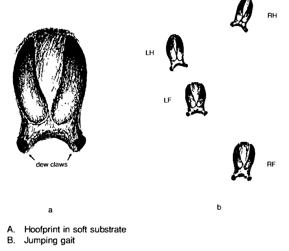 figures do indeed represent footprints in soft mud rather than snow, we can surmise that the artist-hunter did not merely practise simple tracking but was capable at least of systematic tracking, and possibly speculative tracking. The jumping gait in soft substrate may have a special significance: hunters may perhaps have driven animals into soft mud to exhaust them. That the hunter was an artist is surely indicative that s/he possessed a creative imagination and may have had the intellectual abilities to be a  modern systematic/speculative tracker.  Tessas @law corticlowenn ext Viens Dalanmrléhin «ae® f eee Aewwease that #h. 