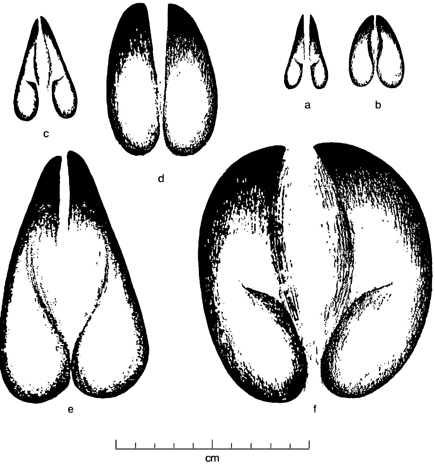 The right fore spoor of (a) steenbok (b) duiker (c) springbok (d) kudu (e) gemsbok (f) eland 