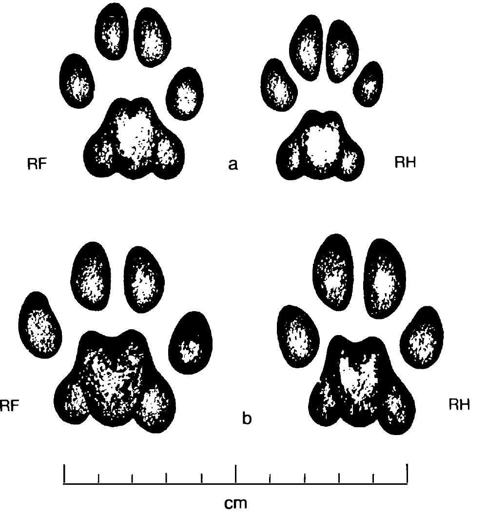 Right fore and right hind spoor of (a) serval and (b) caracal  Heavier animals usually have larger feet to support their mass, but the shape of the feet is also determined by the animal's body structure. A strongly built animal usually has broader feet and rounder toes. while an animal with a slender body build has more narrow feet with slender toes. This can be seen when comparing the spoor of the bat-eared fox with that of the Cape fox, or the spoor of the caracal with that of the serval (see below). It can also be seen in variations in the shape of hoofs of ungulates. 