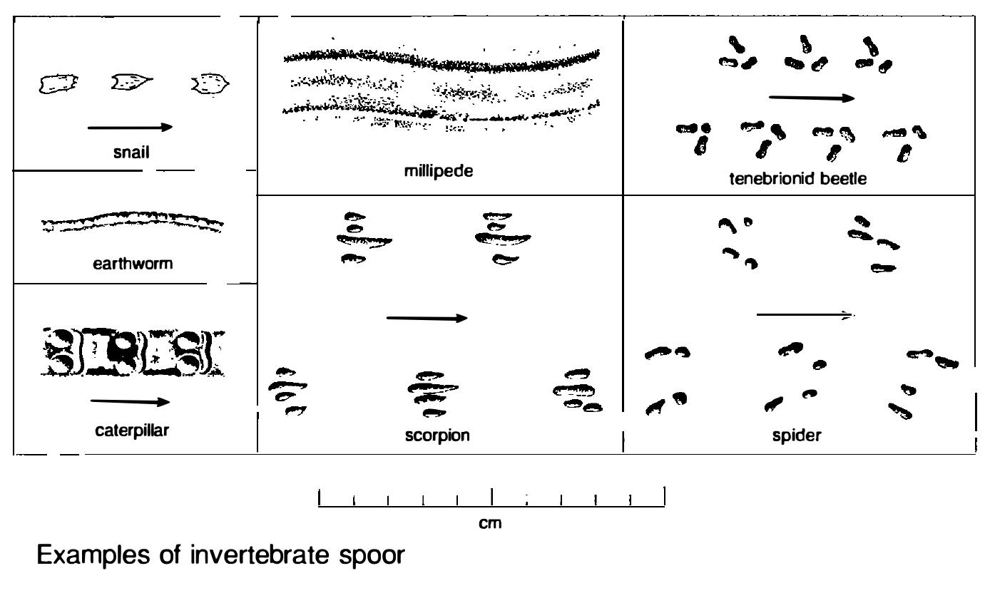 Figure 20 - from The Art of Tracking: The Origin of Science