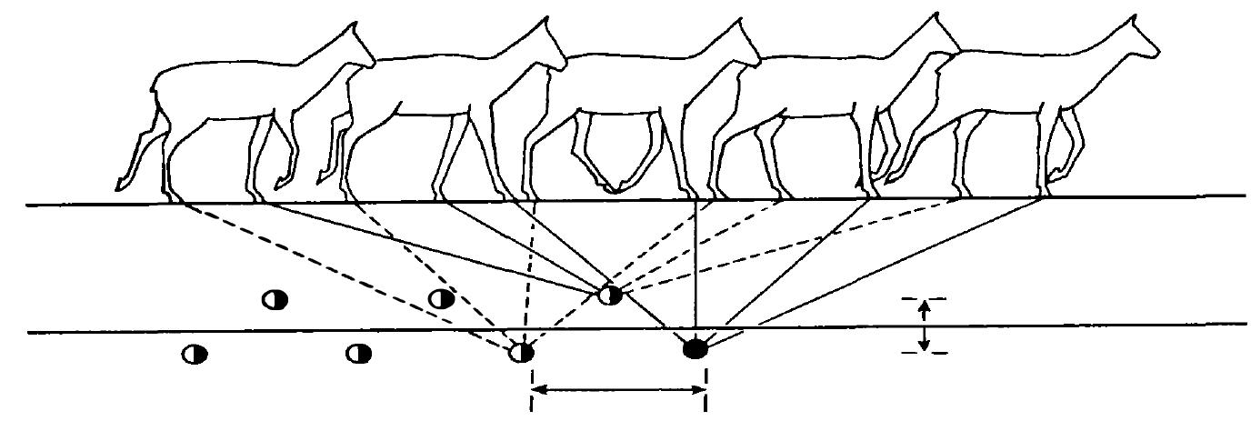 WALKING: 1 The right hind-foot is placed in the track of the right fore-foot, which has just left the ground, when the right fore-foot is half way through its stride, the left hind-foot leaves the ground, while the other two feet are on the ground. 2 The right fore-foot is placed on the ground, while the left hind-foot is half way through its stride. 3 The left fore-foot leaves the ground just before the left hind-foot is placed in its track, while the animal is supported on the other two legs. 4 The left hind-foot is placed on the ground while the left fore-foot is moved forwards. 5 The right fore-foot is lifted, while the left hind-foot and right fore-foot are on the ground. The position is as in No.1, but with the opposite feet. The left fore-foot will be placed on the ground, followed by the right hind-foot, and so on. (After Bang and Dahlstrom, 1972) 