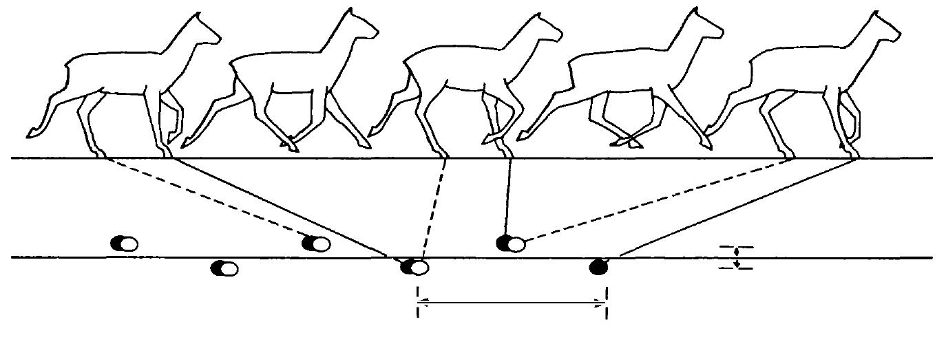 TROTTING: 1 With the left fore-foot and right hind-foot already off the ground the animal takes off from the right fore-foot and left hind-foot. 2 While the anima is in the air, the left fore-foot and the right hind-leg are moved forwards. 3 The left fore-foot and the right hind-foot are placed on the ground simultaneously. The right hind-foor registers approximately in the track of the right fore-foot. 4 The animal is again in the air while the right fore-leg and the left hind-leg now move forwards. 5 The right fore-foot and the left hind-foot are placed on the ground  The left hind-foot registers approximately in the track of the left fore-foot (Afte Bang and Dahlstrom, 1972) 