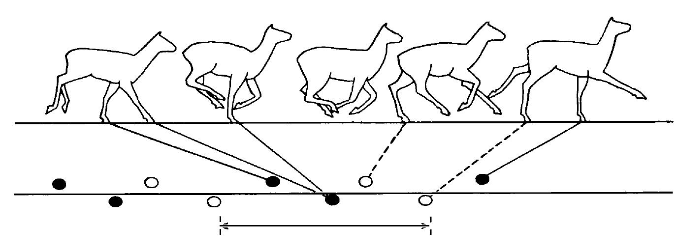 GALLOPING: 1 The animal is supported on the fore-legs, but is shifting its weight from the left fore-leg to its right. The hind-legs are moving forwards. 2 In the take-  off the weight of the animal is supported only on the right fore-foot. 3 The animal is in the air while the hind-legs move forwards. 4 The left hind-foot touches the ground, while the other legs move forwards. 5 The animal is supported on the right hind-leg and left fore-leg, but as the right fore-foot is placed on the ground, the hind-legs will move forwards as in No.1. (After Bang and Dahlstrom, 1972) 