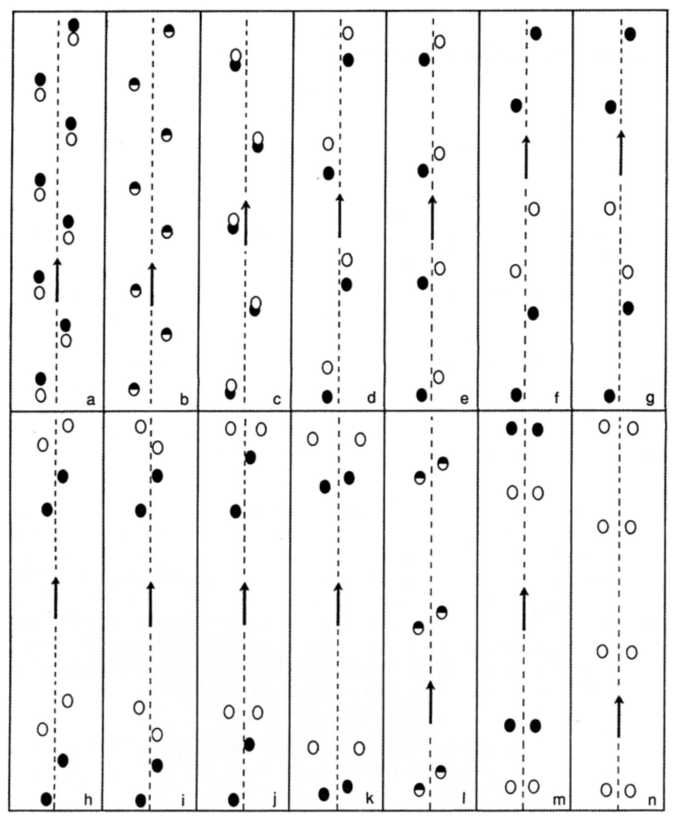 Relative positions of footprints for different gaits. The fore-foot tracks are indicated by black dots and the hind-foot tracks by white dots. Where the hind-foot track registers on the fore-foot track it is indicated by a half-black and half-white dot. Key: (a) slow walk (b) normal walk (c) trot (d) fast trot (e) trot with obliquely positioned footprints (e.g. foxes, jackals and some dogs) (f) transverse gallop (g) lateral gallop (h) transverse jump or bound (i) lateral jump or bound (j) half bound (k) jump with hind-feet tracks side by side (1) jump with hind-feet tracks registered in fore-feet tracks (m) stotting (n) bipedal hops. (After Bang and Dahlstrom, 1972) 