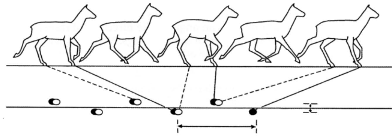 Trotting: 1 With the left fore-foot and right hind-foot already off the ground, the animal takes off from the right fore-foot and left hind-foot. 2 While the animal i: in the air, the left fore-foot and the right hind-leg are moved forwards. 3 The lef fore-foot and the right hind-foot are placed on the ground simultaneously. The right hind-foot registers approximately in the track of the right fore-foot. 4 The animal is again in the air while the right fore-leg and the left hind-leg now move forwards. 5 The right fore-foot and the left hind-foot are placed on the ground The left hind-foot registers approximately in the track of the left fore-foot. (Afte Bang and Dahlstrom, 1972)  Walking: | The right hind-foot is placed in the track of the right fore-foot, which has just left the ground; when the right fore-foot is half-way through its stride, the left hind-foot leaves the ground, while the other two feet are on the ground. 2 The right fore-foot is placed on the ground, while the left hind-foot is half-way through its stride. 3 The left fore-foot leaves the ground just before the left hind-foot is placed in its track, while the animal is supported on the other two legs. 4 The left hind-foot is placed on the ground while the left fore-foot is moved forwards. 5 The right fore-foot is lifted, while the left hind-foot and right fore-foot are on the ground. The position is as in No. 1, but with the opposite feet. The left fore-foot will be placed on the ground, followed by the right hind-foot, and so on. (After Bang and Dahlstrom, 1972) 
