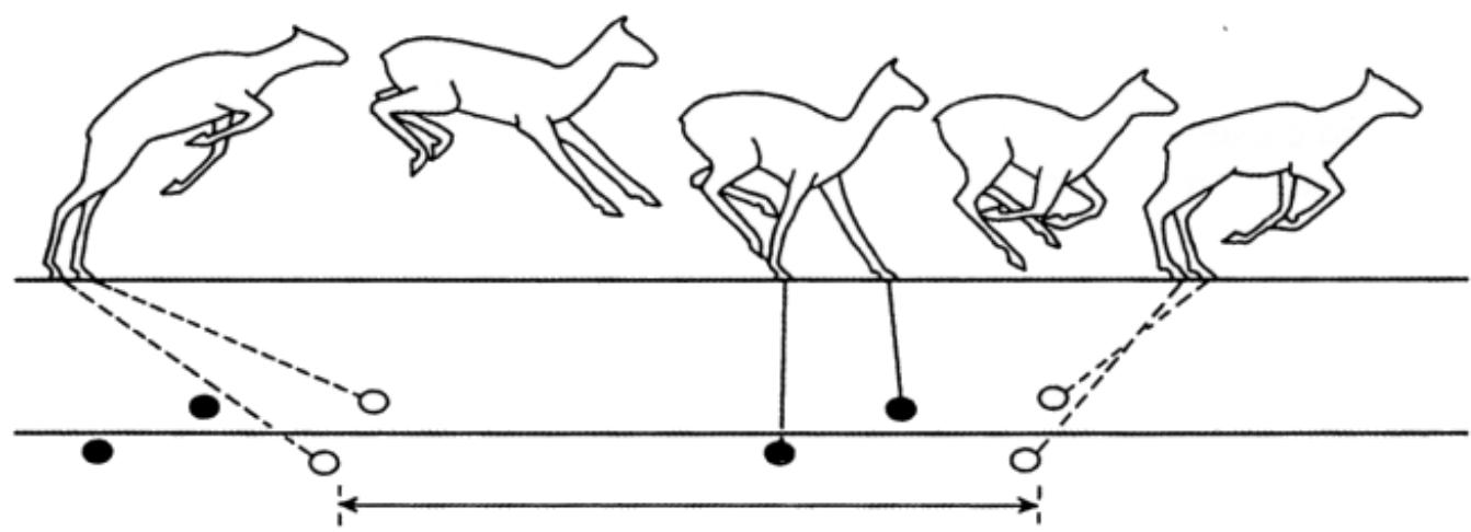 Jumping: | The animal pushes off from the hind-legs. 2 The animal is in the air with the fore-legs stretched out before landing. 3 The right fore-foot reaches the ground a fraction before the left fore-foot, after which the fore-feet leave the ground again. 4 The animal is in the air with all four legs tucked up under it. 5 The hind-legs reach the ground and start a new jump. (After Bang and Dahlstrom, 1972)  Galloping: 1 The animal is supported on the fore-legs, but is shifting its weight from the left fore-leg to its right. The hind-legs are moving forwards. 2 In the take-off the weight of the animal is supported only on the right fore-foot. 3 The animal is in the air while the hind-legs move forwards. 4 The left hind-foot touches the ground, while the other legs move forwards. 5 The animal is supported on the right hind-leg and left fore-leg, but as the right fore-foot is placed on the ground, the hind-legs will move forwards as in No. 1. (After Bang and Dahlstrom, 1972) 