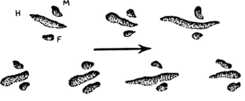 7.1d Tenebrionid beetle (running spoor) 