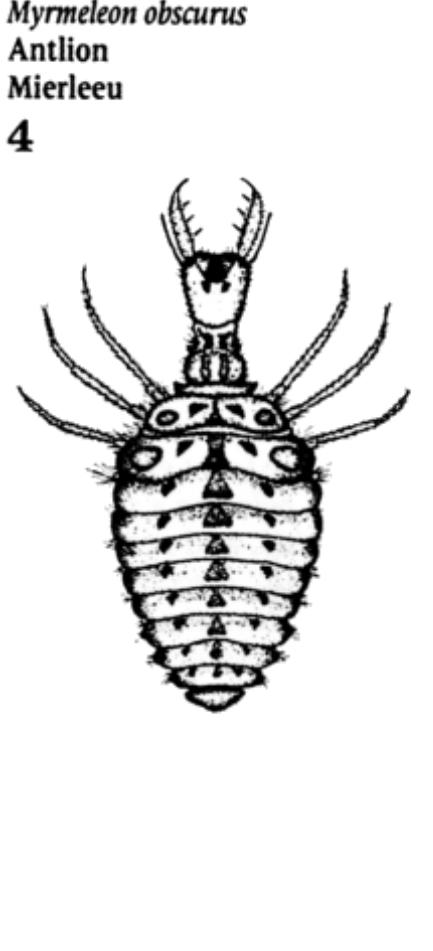 A GASAAERY AVA E SNAVELI LIONS IN A AEP EA ALTOS  The adults are like dragonflies in general appearance, but their antennae are clubbed at the tip. They spend the daylight hours resting among vegetation, and take to the air mostly in the evening and at night. The larvae of the various species of Myrmeleon and Cueta build pits, but the majority of antlions do not construct pits and are free-living in sand. 