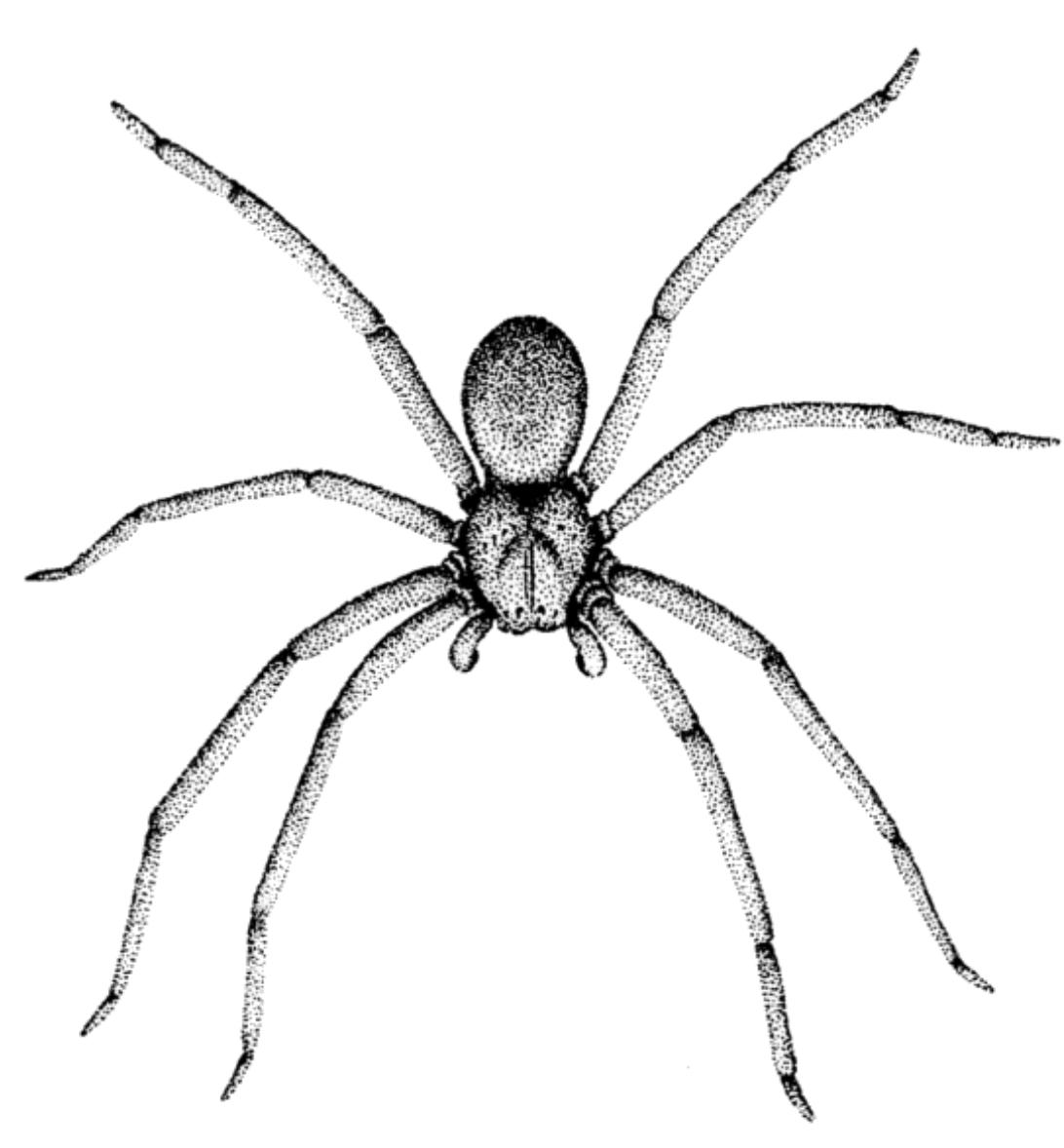 Scorpion, family Scorpionidae  Scorpion, family Buthidae  Hunting spider (Palystes natalius) 