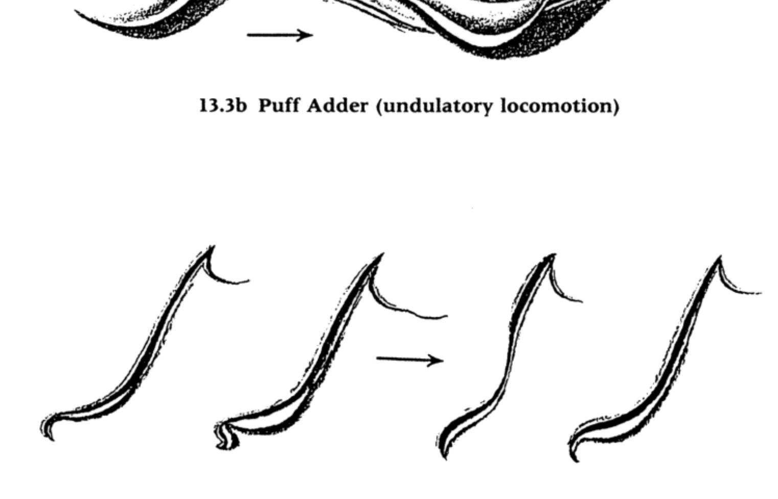 13.3c Single-horned Adder (sidewinding) 