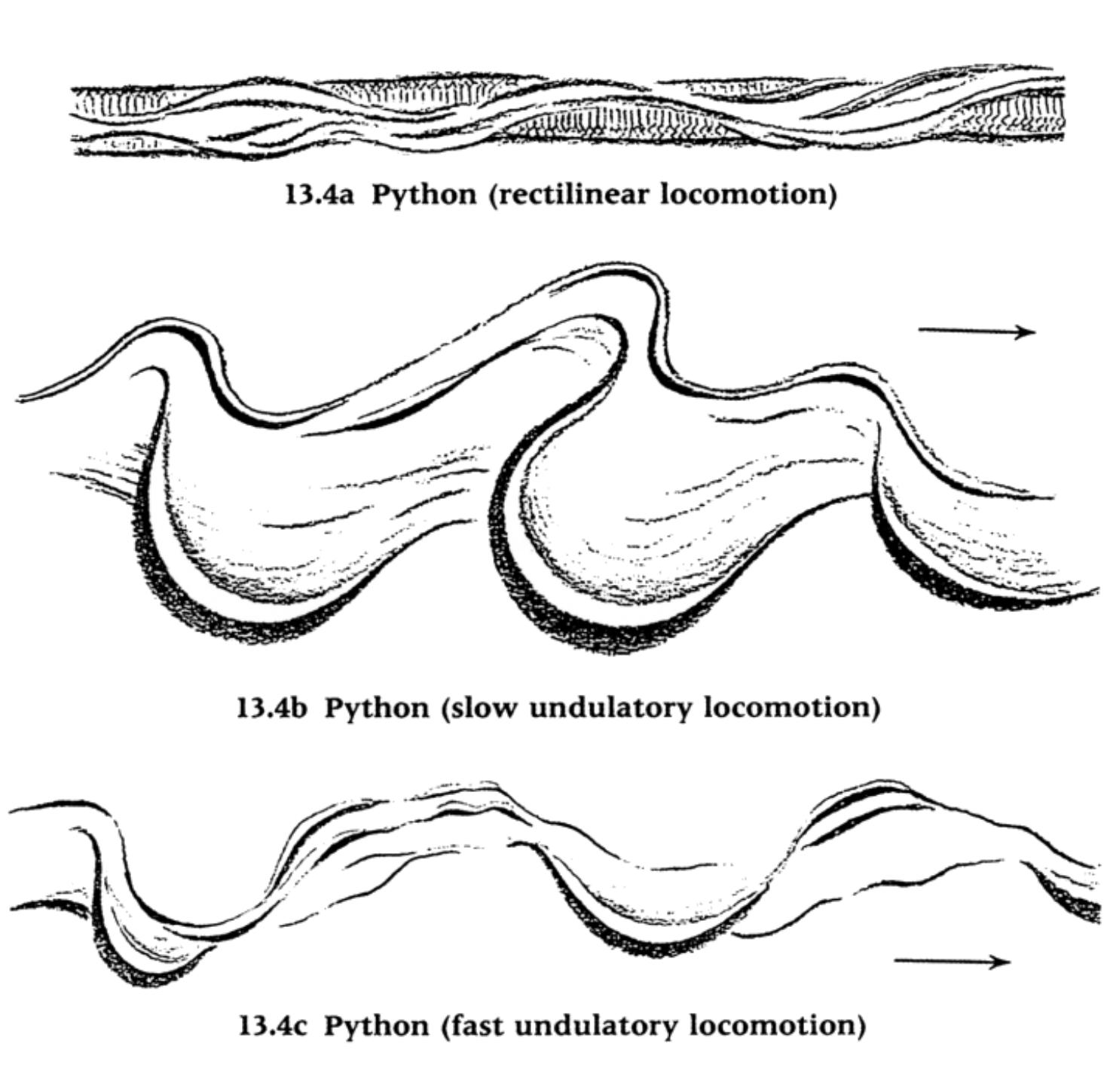 Reduced (not to scale): size of spoor depends on length of snake 