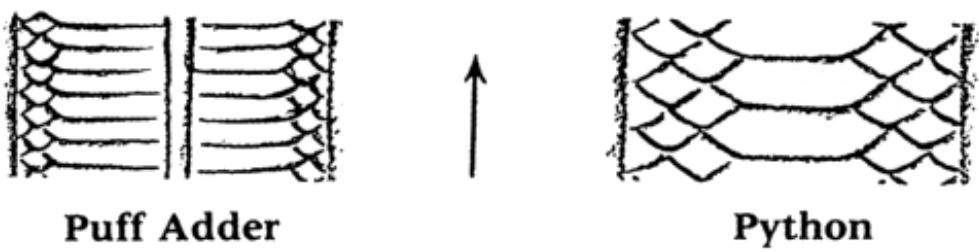 Detail of markings made by ventral scales in rectilinear locomotion 