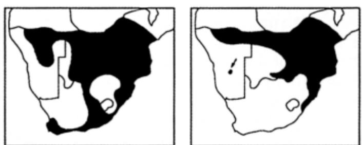 The spoor in soft sand of a medium-sized, slenderly built Typical snake is shown in Fig. 13.1a. When moving at normal speed by means of serpentine progression, it leaves a sinuous trail. The thickness of the snake can be determined from the width of the trail. Typical snakes that are more stockily built, such as the Mole Snake, Pseudaspis cana, leave a spoor that not only indicates the thicker body, but also pushes more sand back because of its more massive body (Fig. 13.1b). Since there are many Typical snakes with similar spoor, it is probably not possible to distinguish the spoor of different species from one another. This large family of snakes contains some of the most common snakes. Most are medium-sized and harmless, although a few are dangerous, such as the Boomslang, Bird Snake and burrowing asps. 