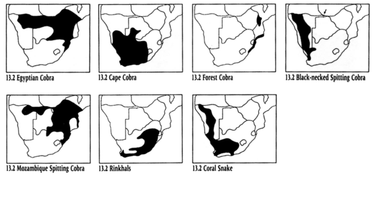 An example of a cobra spoor in soft sand is shown in Fig. 13.2a. Compared with that of a slenderly built Typical snake, the spoor indicates the thicker and more massive body of the cobra, and is similar to the spoor of more stockily built Typical snakes such as the Mole Snake (Fig. 13.1b). The cobras are large, stockily built, terrestrial snakes with smooth scales. They are active hunters, pursuing and capturing small vertebrates. All are potentially dangerous, and when threatened, they lift the forebody and spread their hood.  The spoor of the Black Mamba, Dendroaspis polylepis, is shown in Fig. 13.2b. A characteristic feature of the mamba spoor is the ndication of the wide sweeping motions of its long, slender body is it moves by serpentine progression. Two species of mamba are ound in southern Africa, namely the Black Mamba and the Green Mamba, Dendroaspis angusticeps. These large, agile snake: nave long, flat-sided heads. They are diurnal and actively pursue heir prey, striking rapidly until it succumbs to the poison. They are dangerous to humans, although only the Black Mambez commonly bites. While the Green Mamba is an arboreal species, the Black Mamba is terrestrial, living on birds and smal mammals. 
