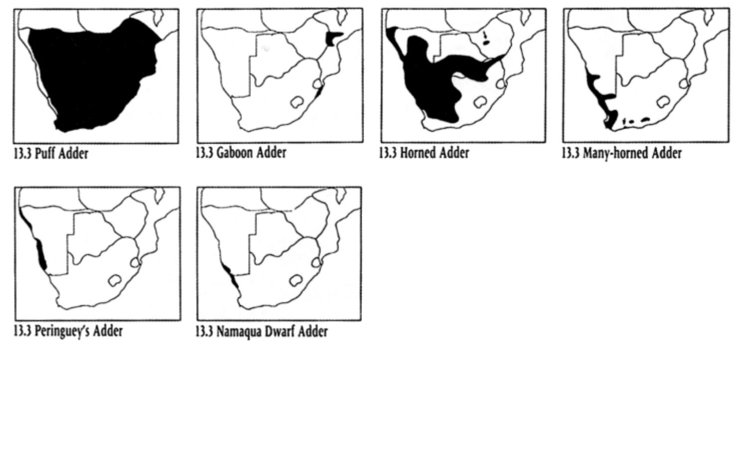 The Puff Adder, Bitis arietans, normally moves by means of rectilinear progression, leaving a straight trail in the-sand (Fig. 13.3a). The trail usually has a thin furrow down the middle where the snake dragged the tip of its tail, and the ventral scales may leave clear markings in the spoor. When travelling faster, the Puff Adder moves by means of serpentine progression, leaving an undulatory spoor as shown in Fig. 13.3b. Peringuey’s Adder, Bitis peringueyi, the Horned Adder, Bitis caudalis, the Many-horned Adder, Bitis cornuta, and the Namaqua Dwarf Adder, Bitis schneideri, adopt the sidewinding progression to move swiftly over hot, loose sand. The spoor shows a series of parallel lines at about 60° to the direction of movement, leaving gaps as the snake lifts its body in an undulating motion (Fig. 13.3c). The African adders, genus Bitis, are stocky snakes with distinct heads and short tails. They are terrestrial and usually nocturnal or crepus- cular. They have large, erectile fangs at the front of the mouth and feed on small vertebrates, which are ambushed and killed by the venom.  When moving slowly, the African Rock Python, Python sebae, adopts a rectilinear progression, leaving a straight trail in the sand (Fig. 13.4a). The spoor of the python can be distinguished from that of the Puff Adder in that their dorsal scales differ and therefore leave different markings in the sand. While the middle row of scales of the Puff Adder are almost as wide as the spoor itself, the middle row of scales of the python is much narrower than the spoor, so that the adjacent rows of scales also mark in the spoor. When travelling faster the python moves in an undulatory progression, leaving a spoor that shows wide sweeping motions (Fig. 13.4b). When moving still faster, the undulations are not as 