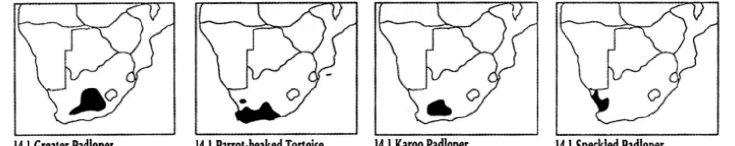 Land tortoises are cold-blooded and cannot tolerate extreme temperatures. In cold periods they shelter underground or in some other sheltered place, while in summer they will seek shade from the midday sun. For protection they withdraw into their hard, bony shell. Tortoises feed mainly on plants, although some may eat invertebrates such as snails and millipedes, or may gnaw bones and even eat hyaena droppings for calcium. 