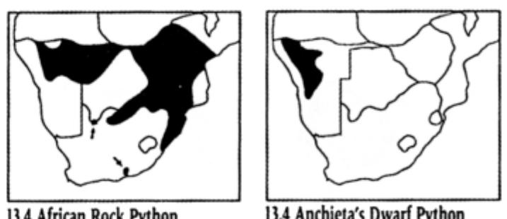 wide (Fig. 13.4c). Pythons are medium to large snakes with small, smooth scales. Two species occur in southern Africa — Anchieta’s Dwarf Python, Python anchietae, and the African Rock Python, Africa’s largest snake. Prey is ambushed and constricted, usually at dusk or after dark. The African Rock Python can swallow very large prey, but is vulnerable when swollen with food. It may attack humans, but such attacks are very rare. 