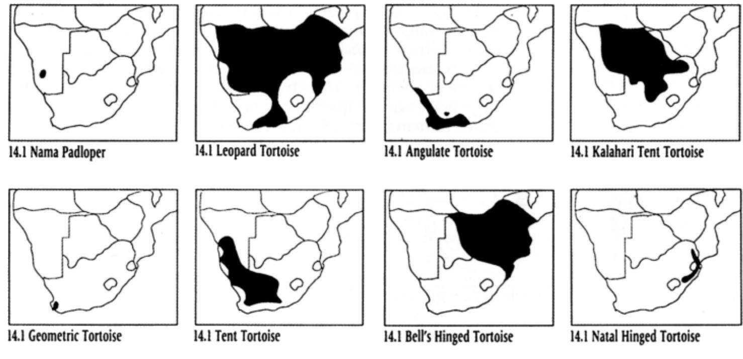 Sea turtles have limbs that are modified into flippers, which retain only one or two claws. They leave distinctive spoor in the sand when they come out of the sea to lay their eggs on the eaches. Spoor: Not recorded. 