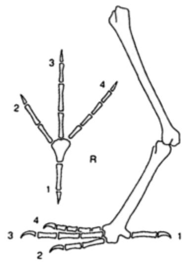 See ee eee, ee ee ee ee ee ee ee ee  In swimming birds the surface of the foot is enlarged by a web which joins the three front toes in birds like ducks and gulls, and all four toes in birds like cormorants and pelicans. While swimming, the toes are held apart so that the foot presents a large surface area when pushed backwards through the water. The toes are then folded together as the foot moves forward, so that it presents a minimum surface area and little resistance to the water. 