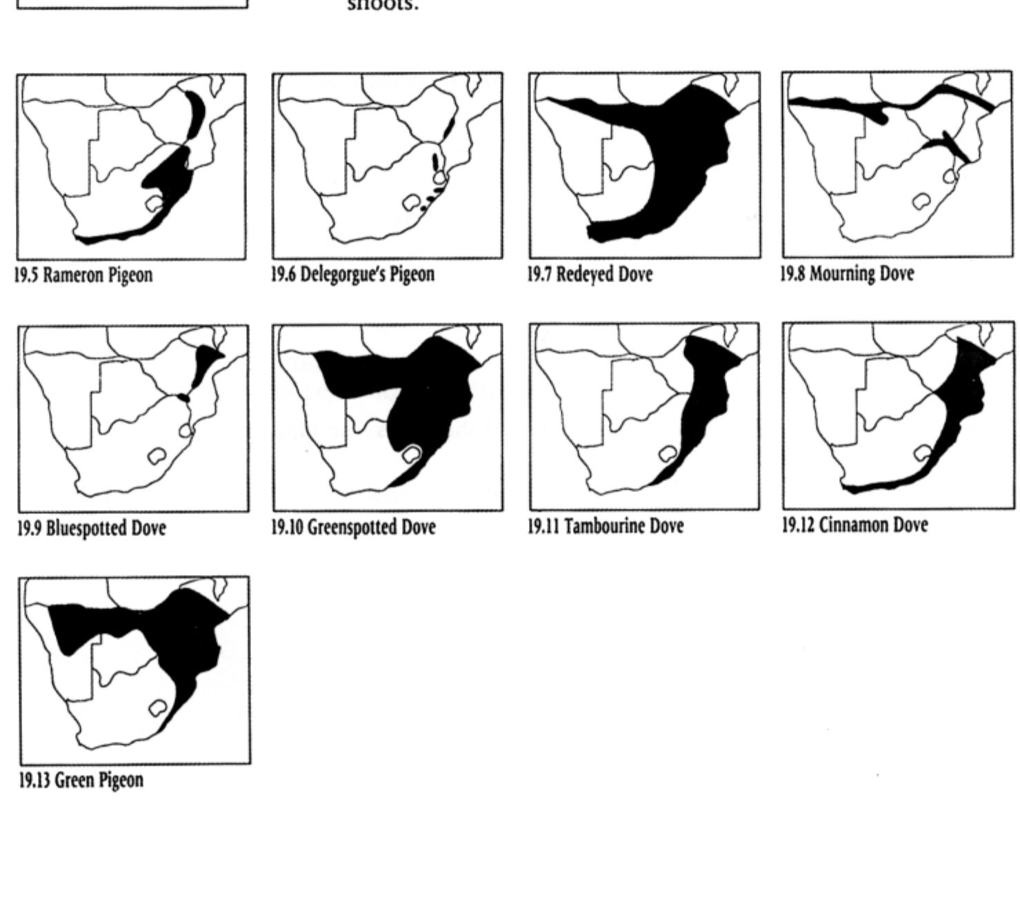 Order PTEROCLIFORMES 