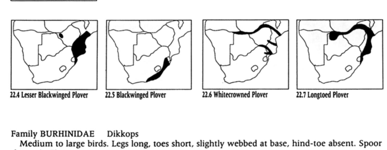 A fairly large plover with long, greenish-yellow legs. It has a white forecrown, red-and-yellow wattles and streaked neck. The rest of the body is greyish brown, darker on belly, and white undertail. TL 35 cm. Mass 197—277 g. Spoor: Fig. 22.3. Habitat: Upland grassveld along streams and vleis; also rocky slopes and burnt grassveld. On coastal plain, mainly on exposed areas around lakes and pans. Habits: Solitary or in pairs. Non-breeding birds in larger groups or flocks. Walks slowly and deliberately while foraging. Squats on ground if danger threatens, then flies up calling. Active at night. Food: Insects and some grass seed.  A medium-sized plover-like bird with conspicuous, large, yellow eyes and yellow legs and feet. Spotted dark brown on buff above, below white, faintly washed cinnamon and streaked brown on chest. TL 43-44 cm. Mass 450 g. Spoor: Fig. 23.1. Habitat: Open grassland near trees or bushes, savanna, stony semi-desert with scrub (less often), wide marine beaches; also agricultural land, large lawns, playing fields, airfields. Habits: Solitary or in pairs when breeding, otherwise may be gregarious in flocks of 40-50 birds. Mainly crepuscular and nocturnal, but also active on cloudy days. By day stands or crouches in shade of bush or trees. When disturbed, runs off with head low. Flies strongly with shallow erratic wingbeats. Vocal at night and on heavily overcast days, especially after rain. Food: Insects, crustaceans, molluscs, grass seeds, frogs. 