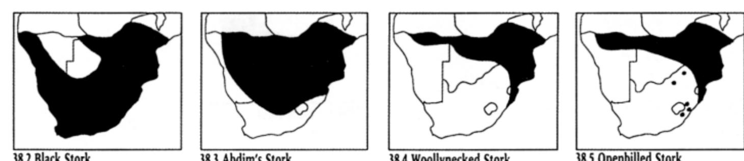 A large bird with white body and tail, and black wings. The bill and legs are red. The bill is straight and pointed. TL about 1,2 m. Mass CO 3,6 kg, 9 3,3 kg. Spoor: Fig. 38.1. Habitat: Highveld grasslands, mountain meadows, cultivated lands, marshes, ka- roo. Habits: Usually gregarious in loose flocks of a few to several hundred birds. Forages by walking slowly across veld or wading in shallow grassy marshland. Roosts communally in trees. May gather in groups near water around midday. Food: Mainly large insects, like locusts, as well as other arthropods, small reptiles, mammals, young of ground-nesting birds, frogs, tadpoles, mol- luscs. 