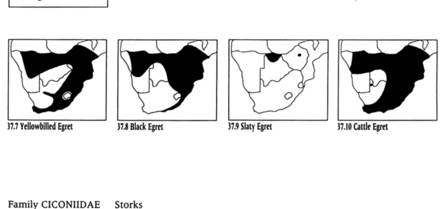 A smallish, slender white bird with a slim black bill and black legs with yellow feet. TL 64 cm. Mass 280-614 g. Spoor: Fig. 37.6. Habitat: Shores of inland and marine waters. Habits: Usually solitary when feeding, but may gather in hundreds at a good food supply. Roosts gregariously. Active hunter, sometimes stands and waits for prey. May fish cooperatively in groups. Food: Fish; also frogs, insects, crustaceans, molluscs, small lizards. 