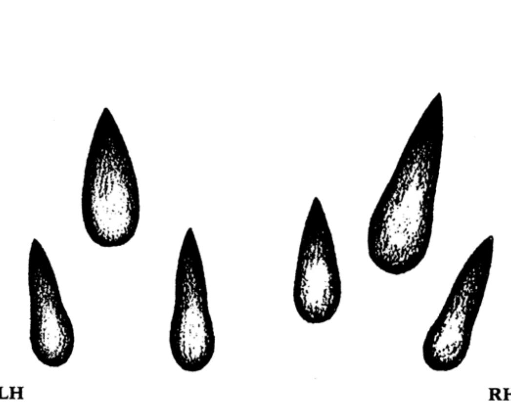 54b Springhare (left and right hind in bipedal hop) 