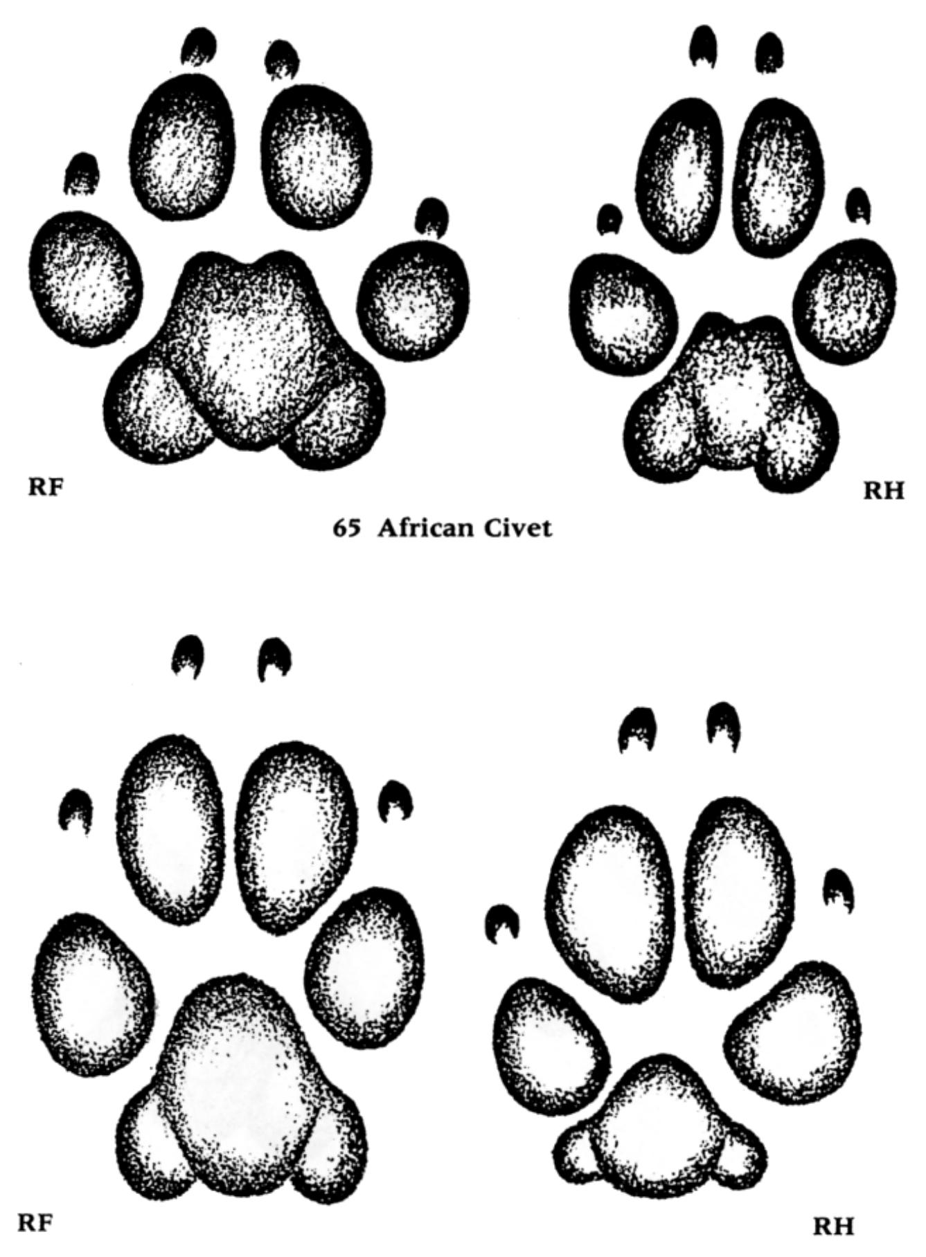 70.3 Domestic Dog (Kalahari tracker dog) 