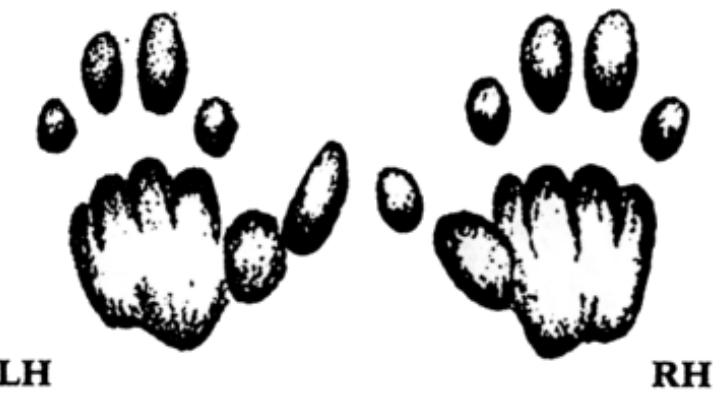 59.1 Lesser Bushbaby (bipedal hop) 