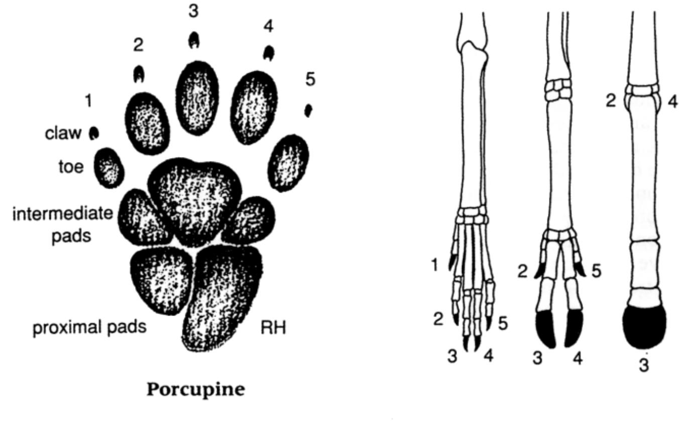 Plantigrade animals have relatively short limbs and they normally move at 4 steady pace, because the construction of their feet is not well adapted for jumping or for running any distance. An animal that runs fast and over long distances mus! have long limbs and the area of foot in contact with the ground must be as small a possible. In order to obtain a firm grip on the ground, the foot must exert the greatest possible pressure to dig into the ground. Since pressure is equal to force pe! area, for any given force — which depends on the mass of the animal and it: acceleration — the contact area must be as small as possible to ensure the greatest! possible pressure. Animals whose survival depends on their ability to run very fast, do so on their toes or on the tips of their toes. By the elongation of the limb bones they have evolved long slender legs, and at the same time there has been a reduction in the number of the toes. The toes on which they support their weight have also become very powerfully developed. The most common reduction involves the first toe, which may disappear completely so that the animal become: four-toed. The second and fifth toes may be reduced, as in antelope, to form dew claws, and the weight is then supported on the third and fourth toes. In the equids the third toe is fully developed and ends in a hoof, and only the vestiges of the second and fourth, the splint bones, are present.  In most mammals the nrintc of the fore-feet are larger and hronader than thance of 